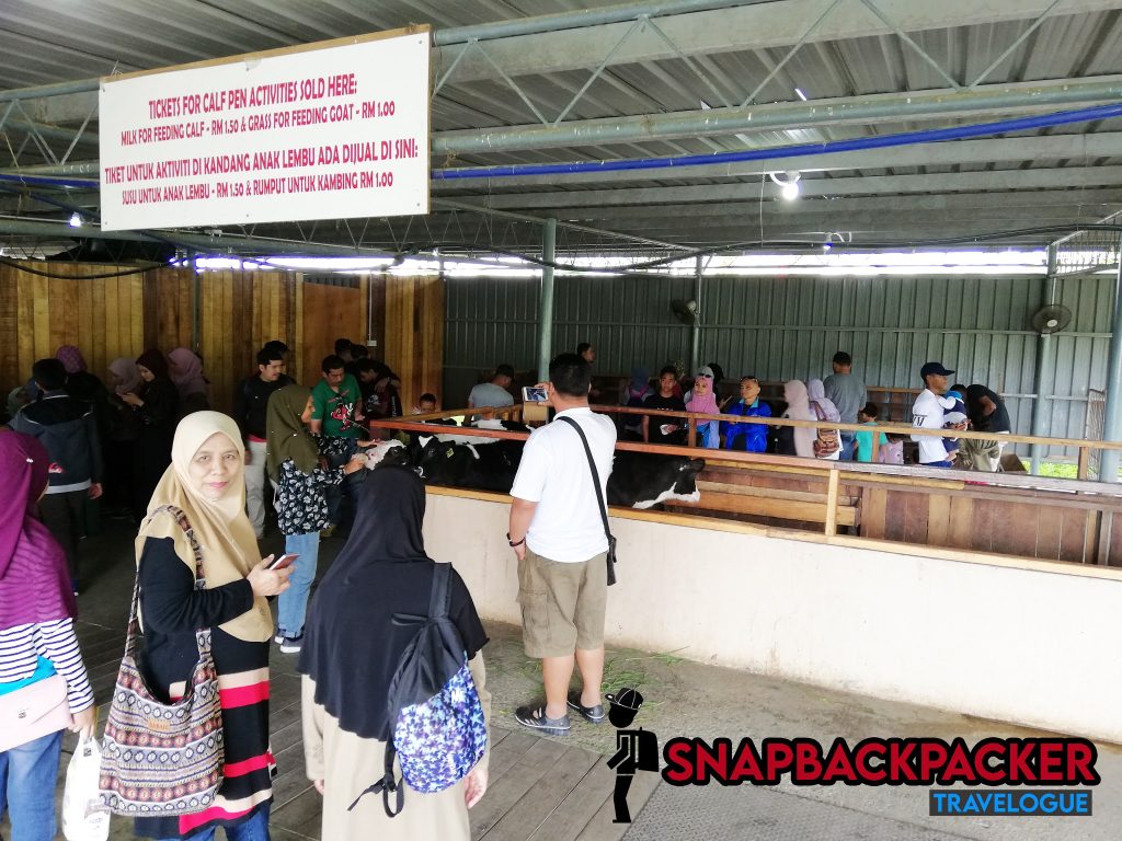 aktiviti dengan lembu