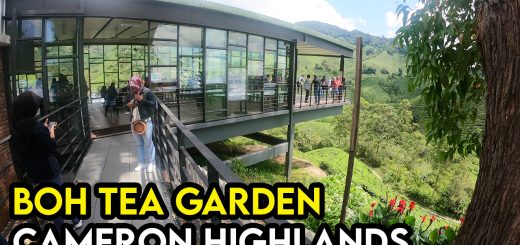 Aktiviti dan Tarikan Di Boh Tea Garden Cameron Highland Pahang