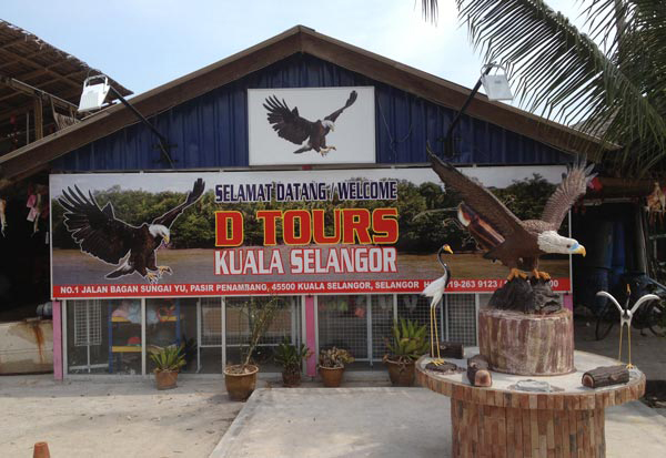 eagle feeding kuala selangor