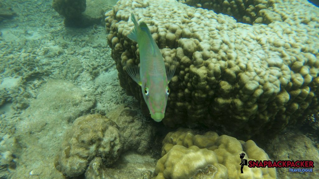 ikan snorkeling
