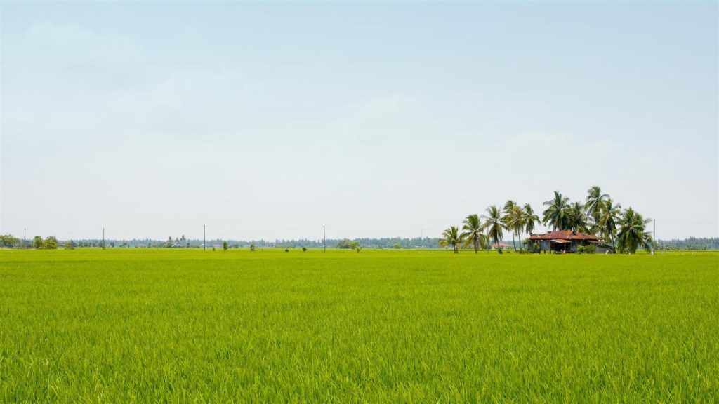 sekinchan sawah padi