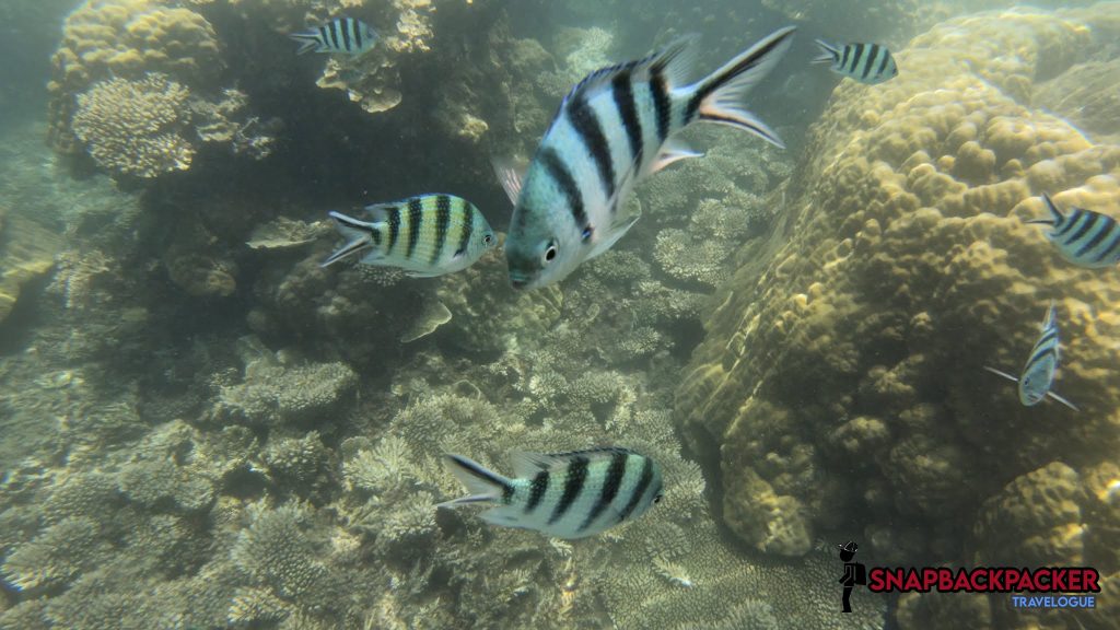 sergeant fish snorkeling