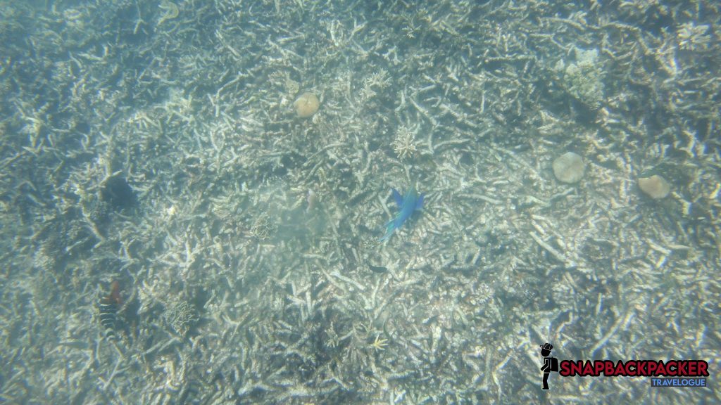 snorkeling shark point