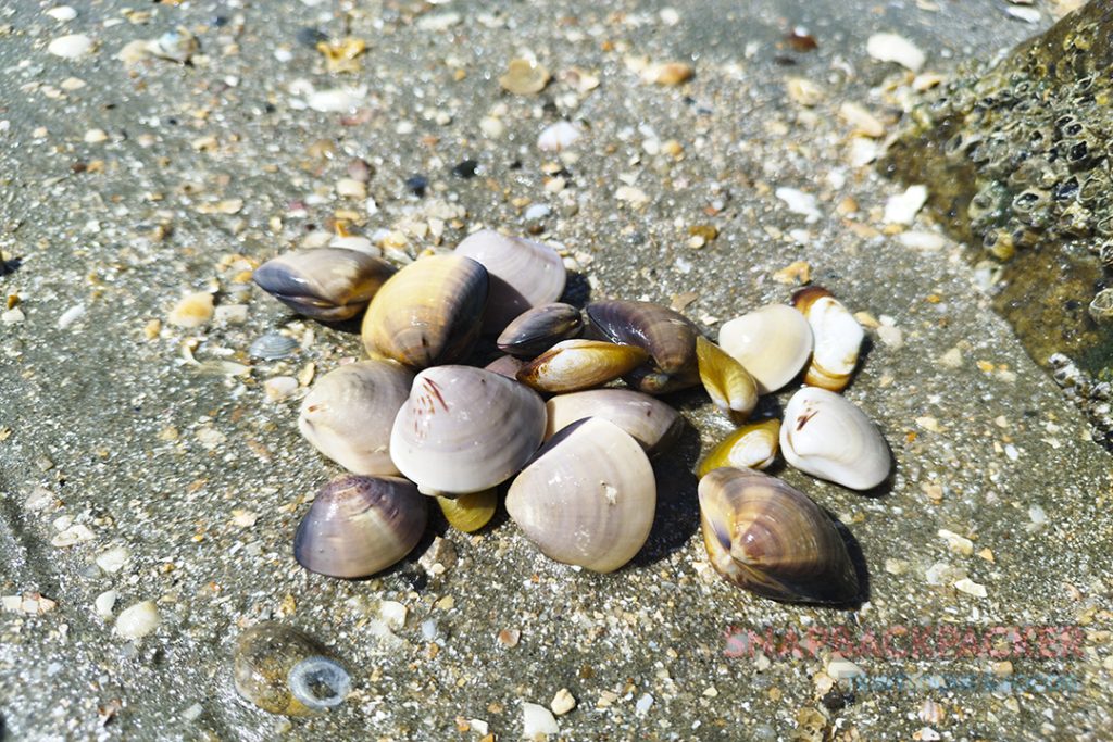 Kepah Teluk Senangin